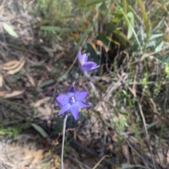 Thelymitra simulata at O'Connor, ACT - 3 Nov 2021