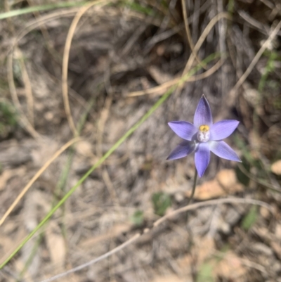 Thelymitra sp. (A Sun Orchid) at Black Mountain - 3 Nov 2021 by DGilbert