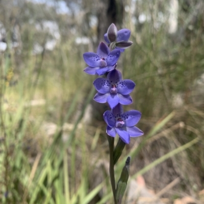 Thelymitra juncifolia (Dotted Sun Orchid) at Black Mountain - 3 Nov 2021 by DGilbert