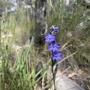 Thelymitra juncifolia at Acton, ACT - 3 Nov 2021