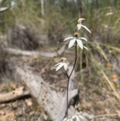 Caladenia ustulata (Brown Caps) at Acton, ACT - 3 Nov 2021 by DGilbert