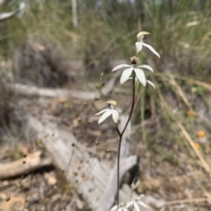 Caladenia cucullata at Acton, ACT - 3 Nov 2021