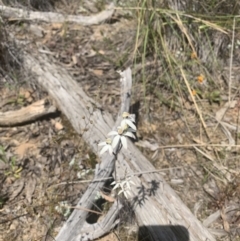 Caladenia cucullata at Acton, ACT - 3 Nov 2021