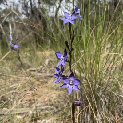 Thelymitra simulata (Graceful Sun-orchid) at Black Mountain - 3 Nov 2021 by DGilbert