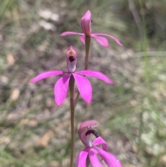 Caladenia congesta (Pink Caps) at Acton, ACT - 3 Nov 2021 by DGilbert