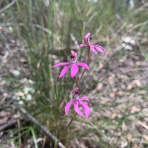 Caladenia congesta at Acton, ACT - 3 Nov 2021