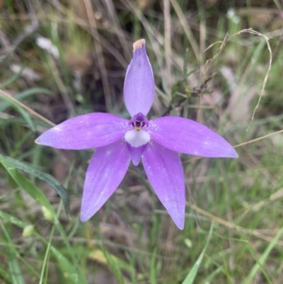 Glossodia major (Wax Lip Orchid) at Black Mountain - 3 Nov 2021 by DGilbert