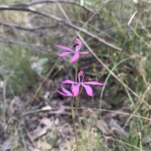 Caladenia congesta at Acton, ACT - 3 Nov 2021