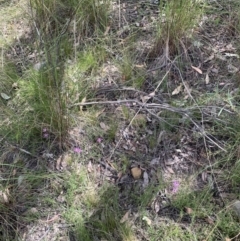 Caladenia congesta at Acton, ACT - 3 Nov 2021