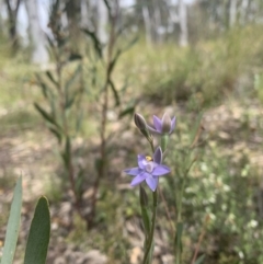 Thelymitra peniculata (Blue Star Sun-orchid) at Black Mountain - 3 Nov 2021 by DGilbert