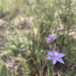 Thelymitra peniculata at Acton, ACT - 3 Nov 2021