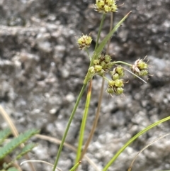 Luzula flaccida at Paddys River, ACT - 1 Nov 2021