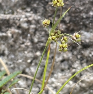 Luzula flaccida at Paddys River, ACT - 1 Nov 2021