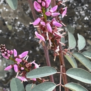 Indigofera australis subsp. australis at Tennent, ACT - 1 Nov 2021 04:14 PM