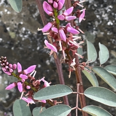 Indigofera australis subsp. australis (Australian Indigo) at Tennent, ACT - 1 Nov 2021 by JaneR