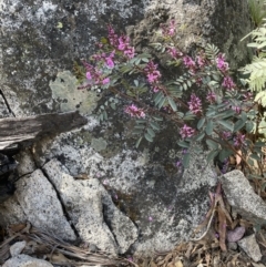 Indigofera australis subsp. australis at Tennent, ACT - 1 Nov 2021 04:14 PM