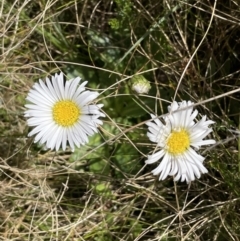 Brachyscome sp. (Cut-leaf daisy) at Tennent, ACT - 1 Nov 2021 by JaneR