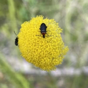 Craspedia sp. at Cotter River, ACT - 1 Nov 2021