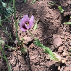 Papaver somniferum subsp. setigerum (Opium Poppy) at Stony Creek - 31 Oct 2021 by KMcCue
