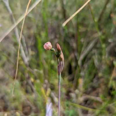 Thelymitra carnea (Tiny Sun Orchid) at Jerrabomberra, NSW - 3 Nov 2021 by Rebeccajgee