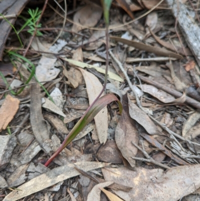 Thelymitra sp. (A Sun Orchid) at Jerrabomberra, NSW - 3 Nov 2021 by Rebeccajgee