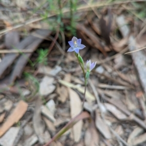 Thelymitra sp. at Jerrabomberra, NSW - suppressed