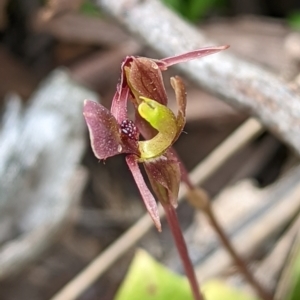 Chiloglottis trapeziformis at Jerrabomberra, NSW - 3 Nov 2021