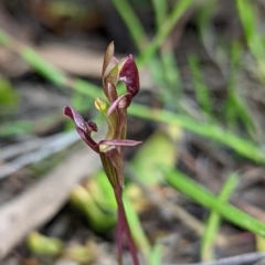 Chiloglottis trapeziformis at Jerrabomberra, NSW - 3 Nov 2021