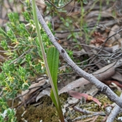 Thelymitra brevifolia (Short-leaf Sun Orchid) at Mount Jerrabomberra QP - 3 Nov 2021 by Rebeccajgee