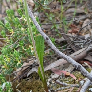 Thelymitra brevifolia at Jerrabomberra, NSW - 3 Nov 2021