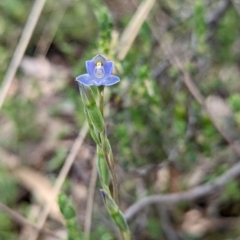 Thelymitra brevifolia at Jerrabomberra, NSW - suppressed