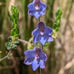 Thelymitra juncifolia (Dotted Sun Orchid) at Mount Jerrabomberra QP - 3 Nov 2021 by Rebeccajgee