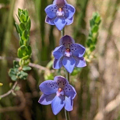 Thelymitra juncifolia (Dotted Sun Orchid) at Mount Jerrabomberra - 3 Nov 2021 by Rebeccajgee