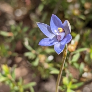 Thelymitra pauciflora at Jerrabomberra, NSW - 3 Nov 2021