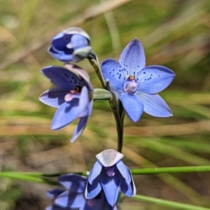 Thelymitra juncifolia at Jerrabomberra, NSW - suppressed