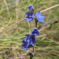 Thelymitra juncifolia at Jerrabomberra, NSW - suppressed