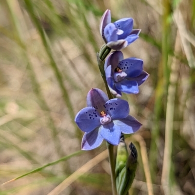 Thelymitra juncifolia (Dotted Sun Orchid) at Mount Jerrabomberra QP - 3 Nov 2021 by Rebeccajgee