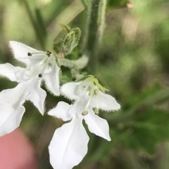 Teucrium corymbosum (Forest Germander) at Bungonia, NSW - 31 Oct 2021 by Tapirlord