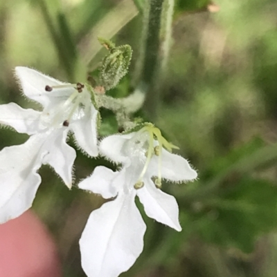 Teucrium corymbosum (Forest Germander) at Bungonia State Conservation Area - 31 Oct 2021 by Tapirlord