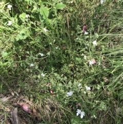 Teucrium corymbosum at Bungonia, NSW - 31 Oct 2021 12:01 PM