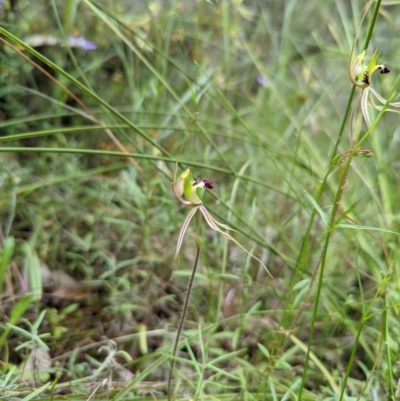 Caladenia atrovespa (Green-comb Spider Orchid) at Jerrabomberra, NSW - 3 Nov 2021 by Rebeccajgee