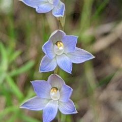 Thelymitra sp. (A Sun Orchid) at Mount Jerrabomberra QP - 3 Nov 2021 by Rebeccajgee