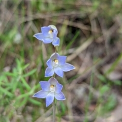 Thelymitra sp. at Jerrabomberra, NSW - 3 Nov 2021