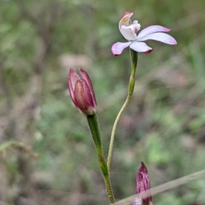 Caladenia moschata at Jerrabomberra, NSW - 3 Nov 2021