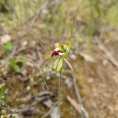 Caladenia atrovespa (Green-comb Spider Orchid) at Jerrabomberra, NSW - 3 Nov 2021 by Rebeccajgee