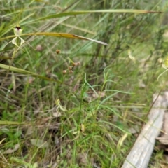 Caladenia atrovespa at Jerrabomberra, NSW - 3 Nov 2021