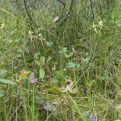 Caladenia atrovespa at Jerrabomberra, NSW - 3 Nov 2021