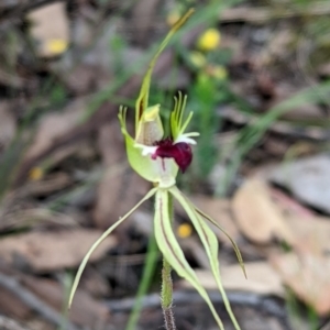 Caladenia atrovespa at Jerrabomberra, NSW - 3 Nov 2021