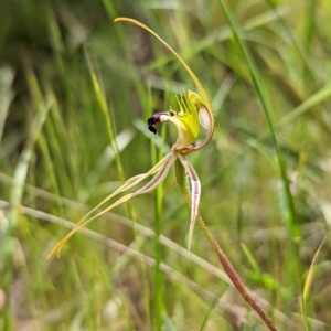 Caladenia atrovespa at Jerrabomberra, NSW - 3 Nov 2021