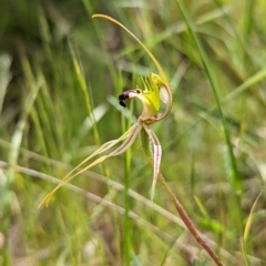 Caladenia atrovespa (Green-comb Spider Orchid) at Jerrabomberra, NSW - 3 Nov 2021 by Rebeccajgee